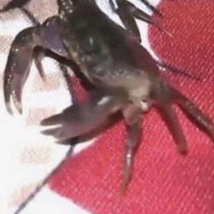 Meet your Posher, Lela